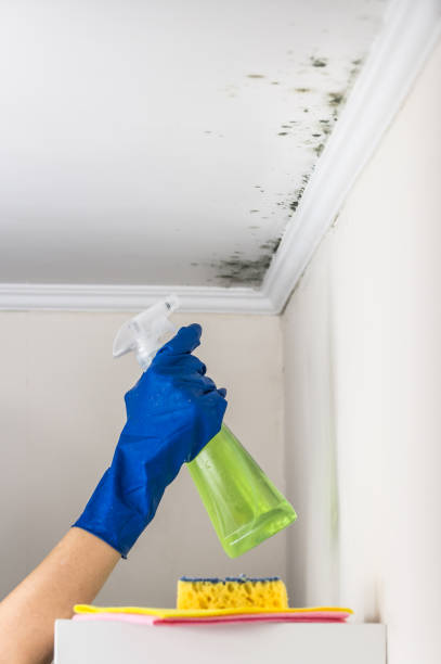 Best DIY Mold Remediation in Madison, IN